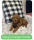 Goldendoodle Puppies for sale in Pittsburgh, PA, USA. price: $1,800