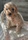 Goldendoodle Puppies for sale in Gurnee, IL, USA. price: $900