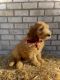 Goldendoodle Puppies for sale in Indian Land, SC 29707, USA. price: $1,400