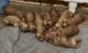 Goldendoodle Puppies for sale in Mazon, IL 60444, USA. price: NA