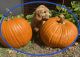 Goldendoodle Puppies for sale in Oklahoma City, OK, USA. price: $1,000
