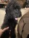 Goldendoodle Puppies for sale in Jefferson, GA, USA. price: $500