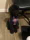 Goldendoodle Puppies for sale in Lewisville, TX, USA. price: NA