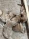 Goldendoodle Puppies for sale in Canyon Lake, TX, USA. price: $100,000