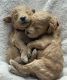 Goldendoodle Puppies for sale in Idaho Falls, ID, USA. price: $1,800