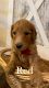 Goldendoodle Puppies for sale in Burtchville Township, MI 48059, USA. price: $1,200