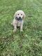 Goldendoodle Puppies for sale in Winston-Salem, NC, USA. price: $2,500