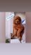 Goldendoodle Puppies for sale in Homestead, FL, USA. price: NA