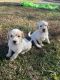 Goldendoodle Puppies for sale in Sykesville, MD 21784, USA. price: $1,000