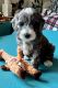 Goldendoodle Puppies for sale in Frederick, MD 21702, USA. price: $2,500