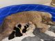 Goldendoodle Puppies for sale in Orlando, FL, USA. price: NA