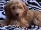 Goldendoodle Puppies for sale in Foley, AL, USA. price: $600