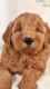 Goldendoodle Puppies for sale in Sanford, FL, USA. price: $2,200