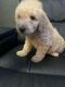 Goldendoodle Puppies for sale in Dallas, TX, USA. price: $1,200
