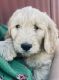 Goldendoodle Puppies for sale in New Carlisle, OH 45344, USA. price: $800