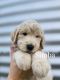 Goldendoodle Puppies for sale in New Carlisle, OH 45344, USA. price: $1,200