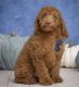 Goldendoodle Puppies for sale in Twinsburg, OH 44087, USA. price: $500