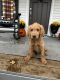 Goldendoodle Puppies for sale in Oxford Charter Township, MI, USA. price: $500