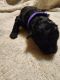 Goldendoodle Puppies for sale in Ruther Glen, VA 22546, USA. price: $1,500