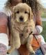 Goldendoodle Puppies for sale in Hudson, IN, USA. price: $900