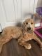Goldendoodle Puppies for sale in Tampa, FL, USA. price: $1,800