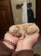 Goldendoodle Puppies for sale in San Antonio, TX, USA. price: $1,000