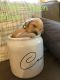Goldendoodle Puppies for sale in Boiling Springs, SC 29316, USA. price: NA