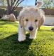 Goldendoodle Puppies for sale in Phoenix, AZ 85085, USA. price: $2,800