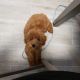 Goldendoodle Puppies for sale in Fayetteville, GA 30214, USA. price: NA