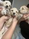 Goldendoodle Puppies for sale in 3434 McBroom St, Dallas, TX 75212, USA. price: NA