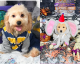 Goldendoodle Puppies for sale in Chicago, IL, USA. price: $1,400