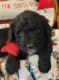 Goldendoodle Puppies for sale in Greenville, TX, USA. price: $1,200