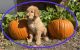 Goldendoodle Puppies for sale in Oklahoma City, OK, USA. price: $500