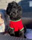 Goldendoodle Puppies for sale in Buckeye, AZ 85396, USA. price: NA