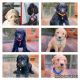 Goldendoodle Puppies for sale in Virginia Beach, VA 23453, USA. price: NA