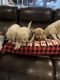 Goldendoodle Puppies for sale in Morganton, NC 28655, USA. price: $1,400