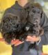 Goldendoodle Puppies for sale in Greenville, TX, USA. price: NA
