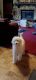 Goldendoodle Puppies for sale in Benton, IL, USA. price: $275