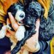 Goldendoodle Puppies for sale in Sierra Vista, AZ, USA. price: $900