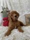 Goldendoodle Puppies for sale in Cape Coral, FL 33909, USA. price: NA