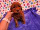 Goldendoodle Puppies for sale in Orlando, FL, USA. price: $120,000