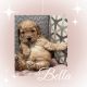 Goldendoodle Puppies for sale in Covina, CA, USA. price: $4,000