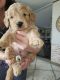 Goldendoodle Puppies for sale in Caddo Mills, TX 75135, USA. price: NA