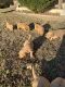 Goldendoodle Puppies for sale in St Clair, MO 63077, USA. price: $700