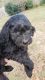 Goldendoodle Puppies for sale in Mobile, AL, USA. price: NA
