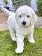 Goldendoodle Puppies for sale in Phoenix, AZ 85085, USA. price: $2,500