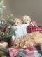 Goldendoodle Puppies for sale in 3434 McBroom St, Dallas, TX 75212, USA. price: NA