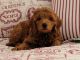 Goldendoodle Puppies for sale in Tooele, UT 84074, USA. price: $1,800