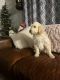 Goldendoodle Puppies for sale in Hermiston, OR, USA. price: NA