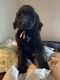 Goldendoodle Puppies for sale in Wixon Valley, TX 77808, USA. price: NA